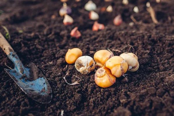 Dry Spring Bulbs to Plant