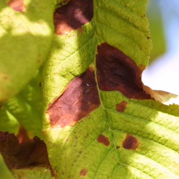 Chestnut leaf blotch