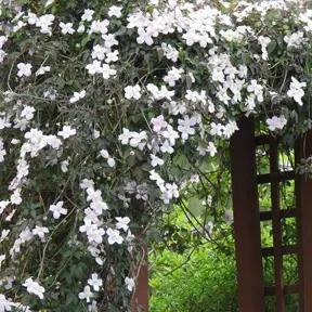 Clematis covering walk-through trellis in Fionas quaint garden