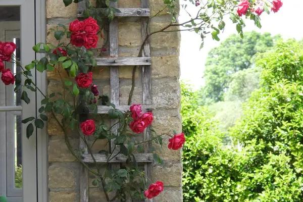 Climbing roses droop slightly - best viewed from below