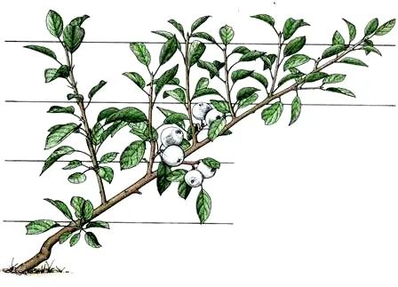 Growing a cordon fruit tree diagram