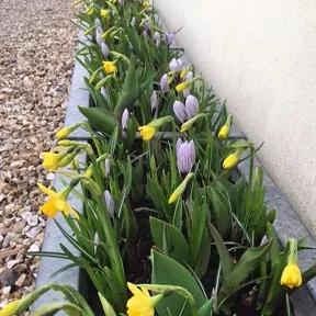 Sharon's Beautiful Daffodil and Crocus Spring Trough