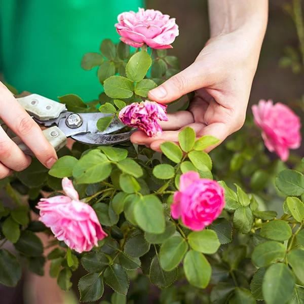 Trimming and deadheading flowering rose bushes