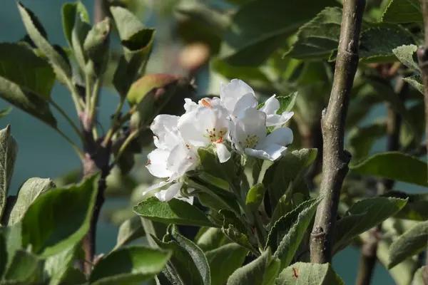 Discovery Apple Blossom in July - Hardy Apple for growing in the North