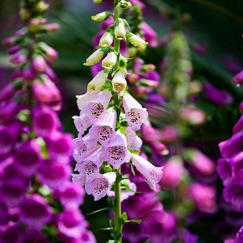 No chelsea chop is needed for Foxgloves