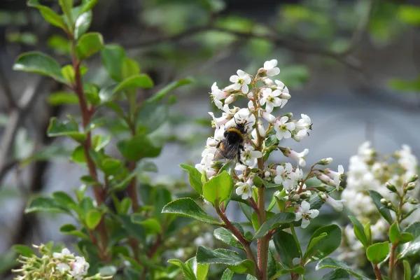 Bee on Escallonia Hedge Plant