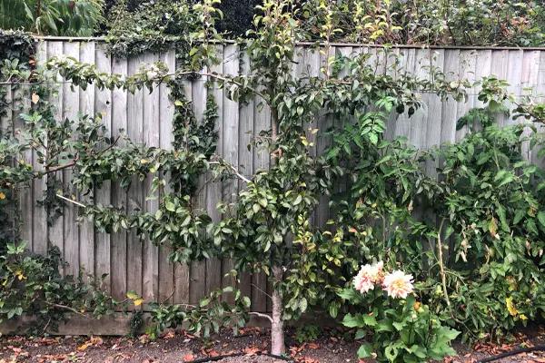 Espalier Apple Tree using wire supports