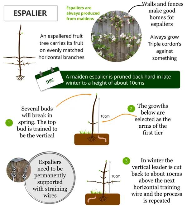 How to train your espalier fruit tree