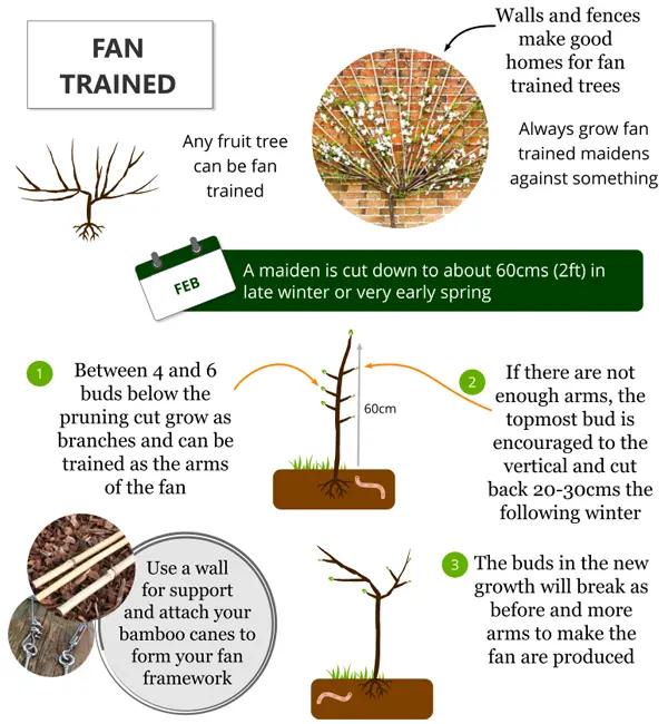 How to fan train your fruit trees using bamboo canes