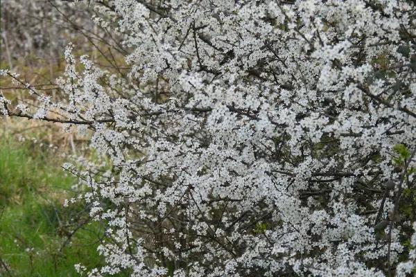 Blackthorn Hedge Flowering in Spring