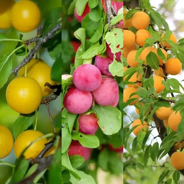 Food Forest