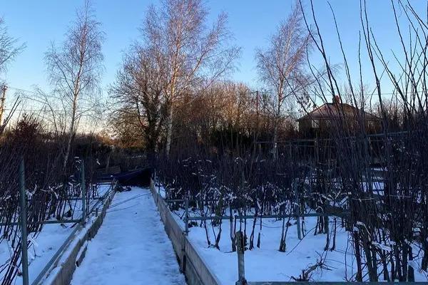 Snowy winters day at Ashridge Nurseries where the tree beds are frozen