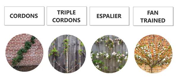 Fruit Tree Sizes - Cordons, Triple Cordons, Espaliers and Fan Trained