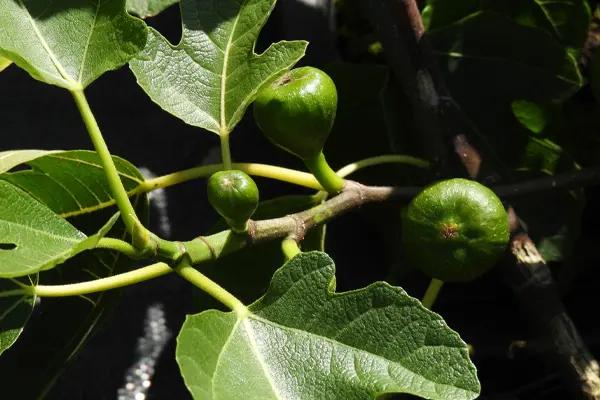 Fruiting Fig Tree