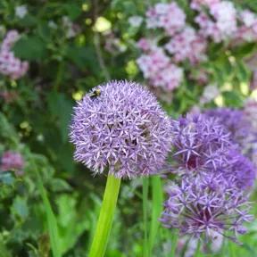 Allium Flowers in Somerset Spring Garden