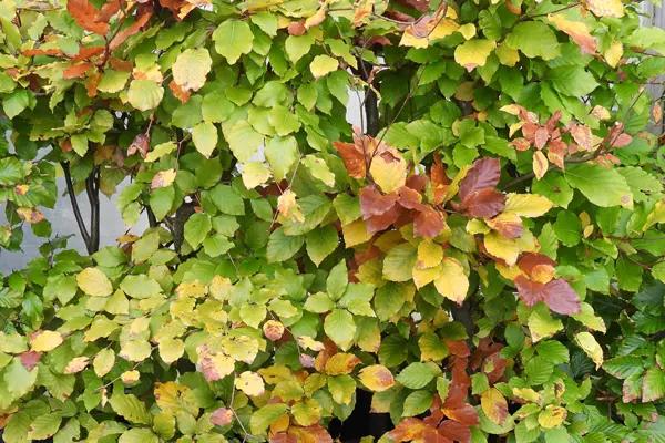 Green Beech Hedging Leaves Starting to Change Colour in Autumn