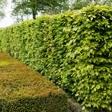 Hedging Plants For Sale: Garden & Farm Hedges Online | Ashridge