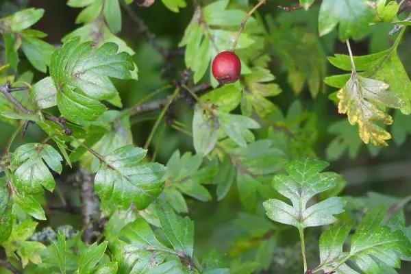 Hawthorn Hedge Leaves and Berry