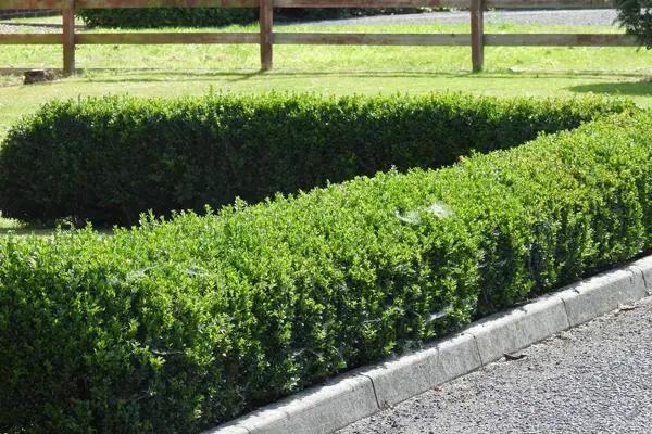 Healthy Box Hedge