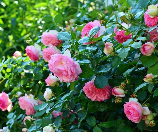 caring for rose bushes