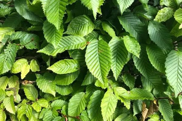 Hornbeam Hedge Leaves