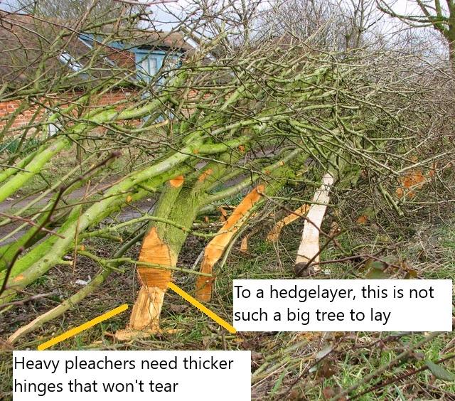 30cm thick tree trunks laid into a hedge