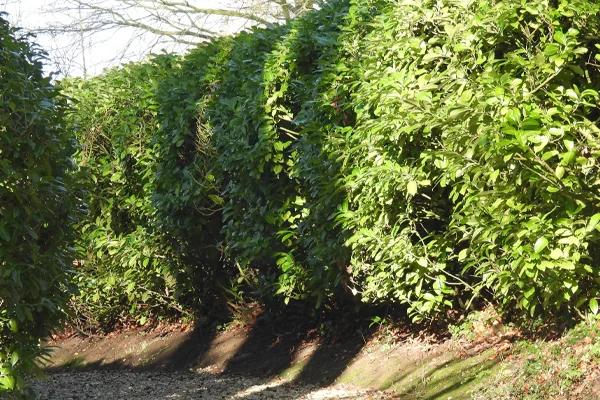 Mature Laurel Cherry Hedge