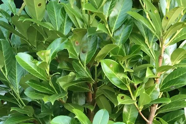 Shot hole on laurel leaves