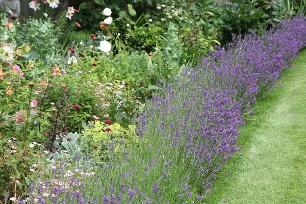 Lavender hedge flowering in summer