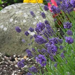 Rachel's Lavender Rockery