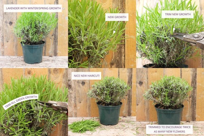 A guide how to trim your lavender in spring