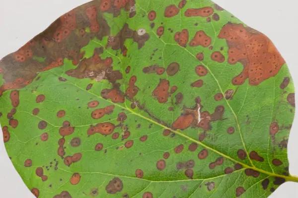 Leaf Blight on Quince Leaf