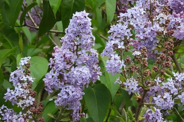 Lilac Hedging