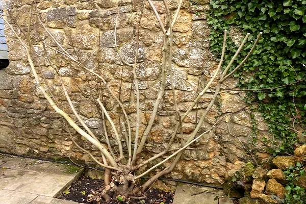 Mature Fig Tree Planted against a wall