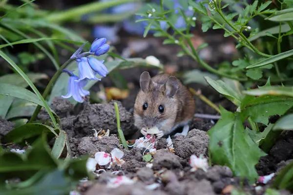 Mouse eating Bluebell bulb