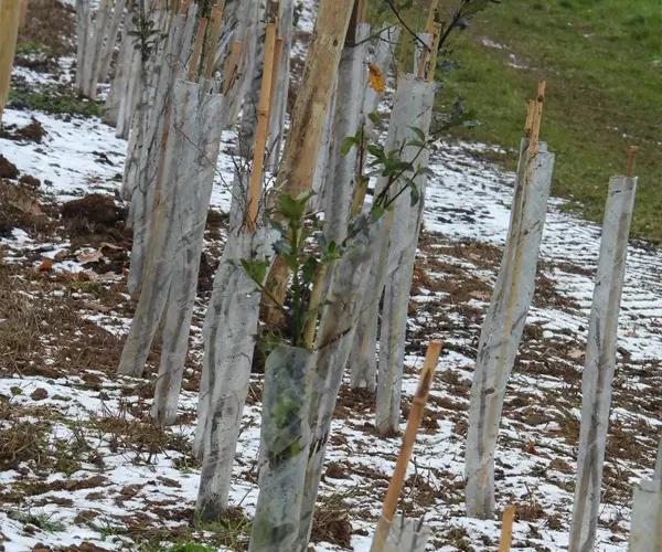 Newly Planted Bareroot Hedging in Winter