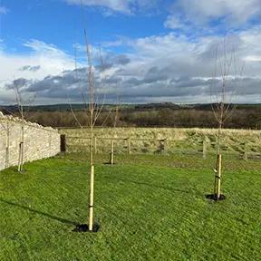 Mark's Newly Planted Maple Trees