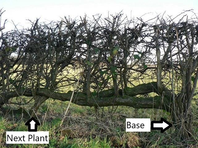 Old laid hedge with one long, bushy pleacher covering several metres by itself