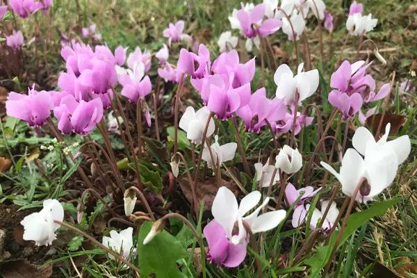 Pink and white flowering Cyclamen coum