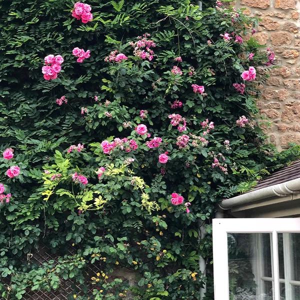 Pink climbing rose in summer