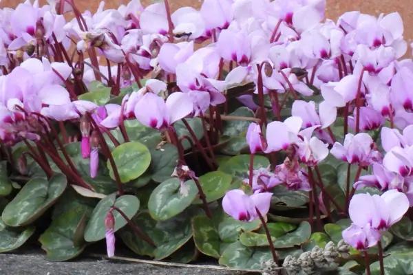 Pink Flowering Cyclamen hederifolium