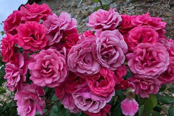 Pink Perpetue Climbing Rose - Large defined flowers