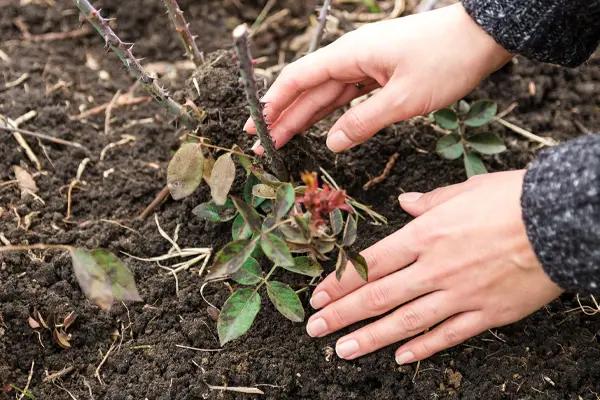 Planting a bareroot rose in winter