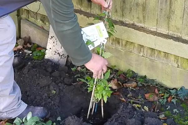 Planting Clematis in a Flower Border