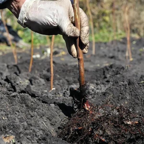 Planting bareroot raspberry canes