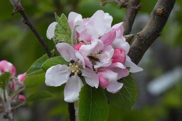 Pollinators on Apple Blossom