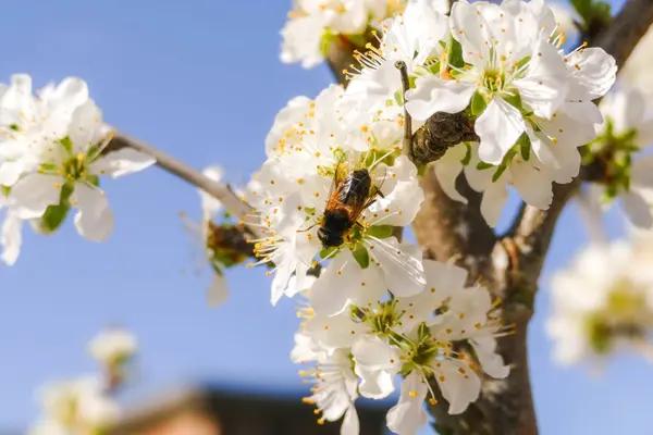 Bee Pollinating Plum Tree