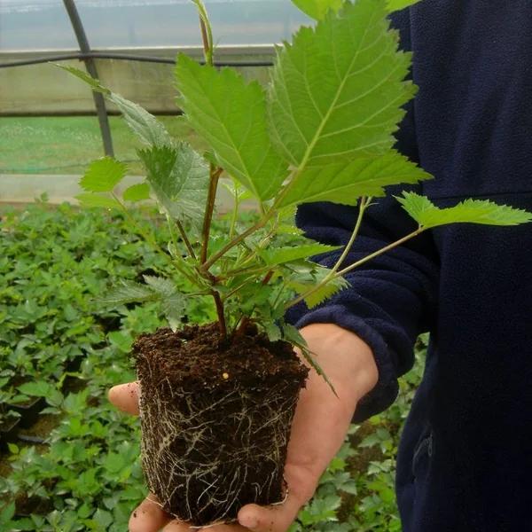 Planting and growing blackberries - potted plant