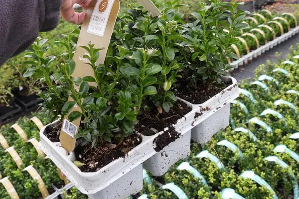 Potted Box Hedging