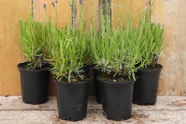 Potted Lavender Plants in P9 (9cm) pots